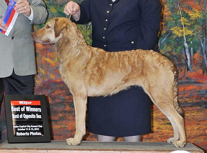 Comet in the Show Ring